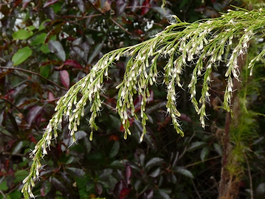 {Eupatorium capillifolium}